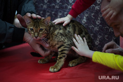 Котокафе в Кургане посетил гость из Токио. Видео